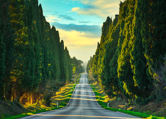 Bolgheri famous cypresses tree straight boulevard. Maremma, Tuscany, Italy - 307218646