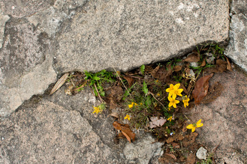 flores