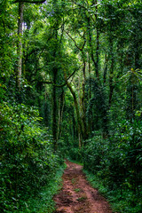 Fototapeta na wymiar Vertical shot of a path in Kakamega rain forest in Kenya