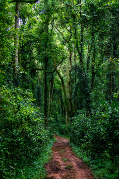 Vertical shot of a path in Kakamega rain forest in Kenya