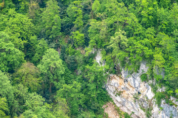 Fototapeta na wymiar Rocky cliff in dense green forest. Spring colors in the mountain forest.