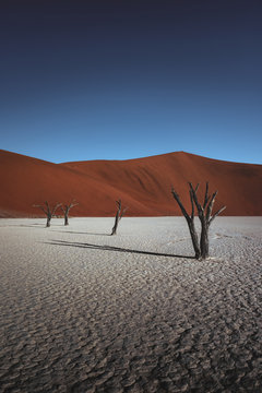 Bare trees on desert during day