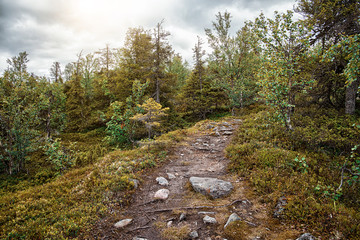 Trail in the mixed forest. Summer landscape. North Karelia. Russia