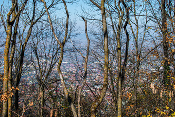 many trees with green and yellow branches in a park and the city of Brasov Romania blurred on the back