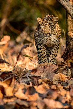 Brown and beige leopard