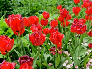 Red tulips