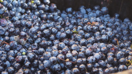 UVAS DE VINO