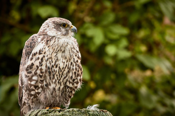 One saker falcon (Falco cherrug) sitting on a tree stump in nature