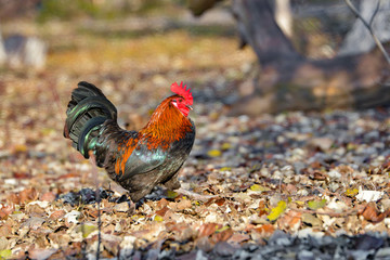 A beautiful rooster walks on dry leaves in search of food.