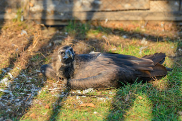 A brown eagle lies on the grass and looks forward.