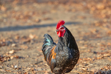 Portrait of a beautiful rooster looks away, closeup.