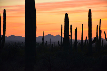 Majestic sunset from the King Canyon Trail in the Saguaro National Park, Tuscon, Arizona