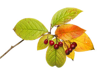 Autumnal cotoneaster leaves and berries