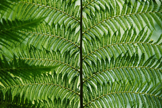 Green fern plant