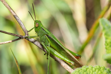 Saltamontes