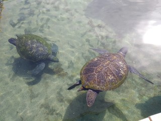 Green sea turtles in the Underwater Observatory Eilat