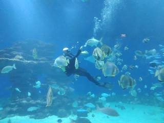 Diver is feeding Sharks in Underwater Observatory aquarium