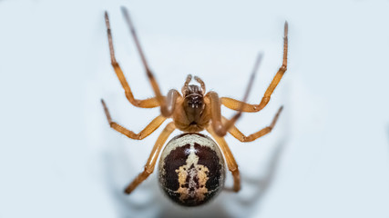 Araña