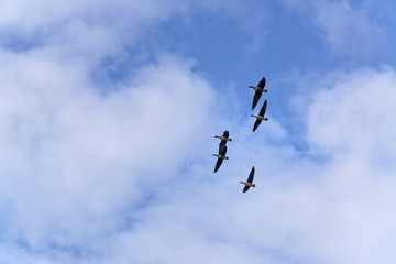 Five wild geese in flight on a sunny winter day with blue sky and white clouds