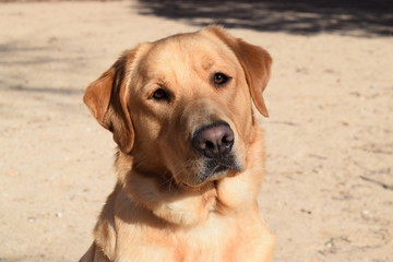 Labrador