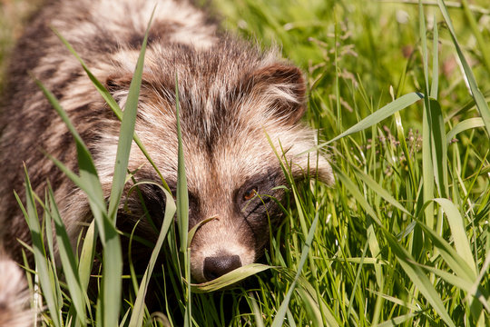 Wasbeerhond sluipt ddor het gras
