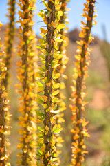 Close up of a spiky cactus with green and yellow tiny leaves, seen in the Saguaro National Park, Tuscon, Arizona