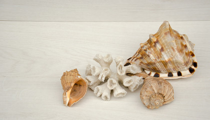 Seashells of different sizes and corals on a light background.