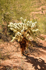 Small exotic wild cactus seen in the Saguaro National Park, Tuscon, Arizona