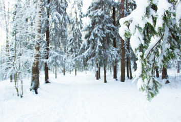 Fototapeta premium Nature, winter, Christmas concept - beautiful winter landscape with snow-covered branches and trees, selective focus. Snowy branches and tree trunks in the forest, snowy winter day. Winter background.