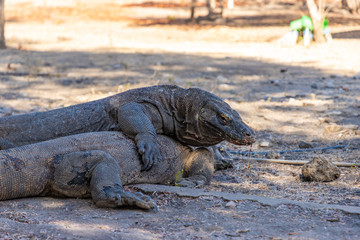 Two huge Komodo dragons on Komodo Island, Komodo national park. Indonesia