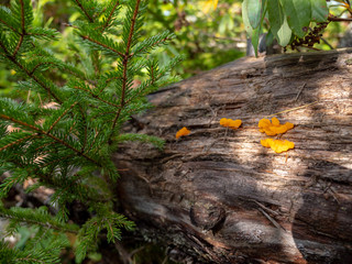 Yellow mushrooms growing on a dead tree - beautiful north-american autumn