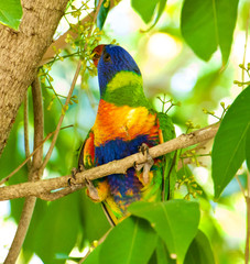 Australian Rainbow Lorikeets Trichoglossus haematodus. Found in Hamilton Island, Whitsundays, Australia.