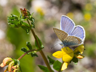 Macro of a common blue (polyommatus icarus) butterfly on a (lotus corniculatus) blossom with blurred bokeh background; pesticide free environmental protection concept;
