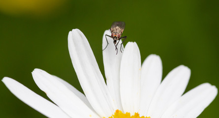 Macro of a hoverfly (syrphidae) on a daisy (leucanthemum) blossom with blurred bokeh background; pesticide free environmental protection concept;