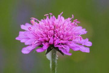 Macro of a scabiosa blossom with blurred bokeh background; pesticide free environmental protection concept;