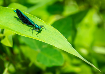 Blue ebony jewelwing damselfly on a green leaf