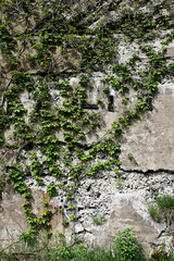 Vines growing on a rock wall - Abstract grunge