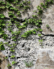 Vines growing on a rock wall - Abstract grunge