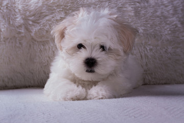 Adorable two months white Shih tzu puppy