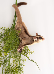 Domestic sugar glider rodent domestic animal