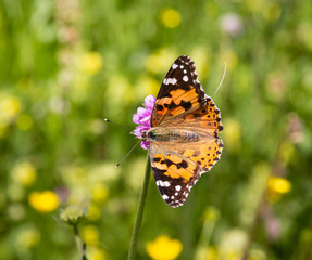 Macro of a painted lady (vanessa cardui) butterfly on a pink scabiosa blossom with blurred bokeh background; pesticide free environmental protection concept;