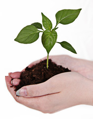 Small little plant in woman's hand