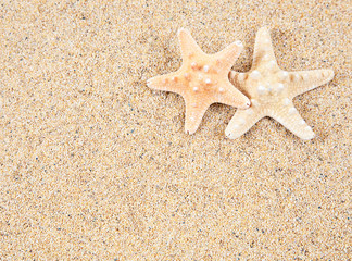 Fototapeta na wymiar starfish in the beach sand - copy space