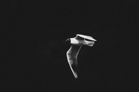 Greyscale photography of tool