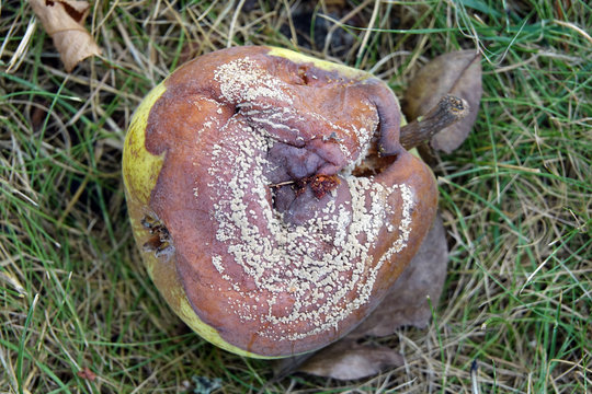Schimmeliger Apfel