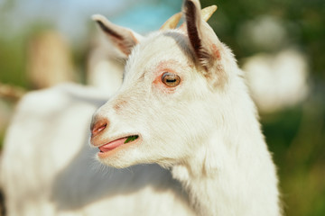 portrait of a goat