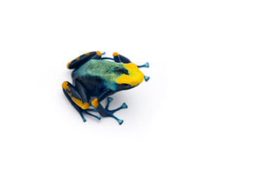 The blue poison dart frog isolated on white background