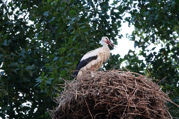 Storch in einem Nest
