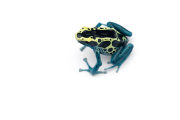 The blue poison dart frog isolated on white background