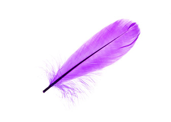 Multi-colored feathers isolated on a white background. Trendy colors.